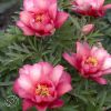 Paeonia Itoh Julia Rose